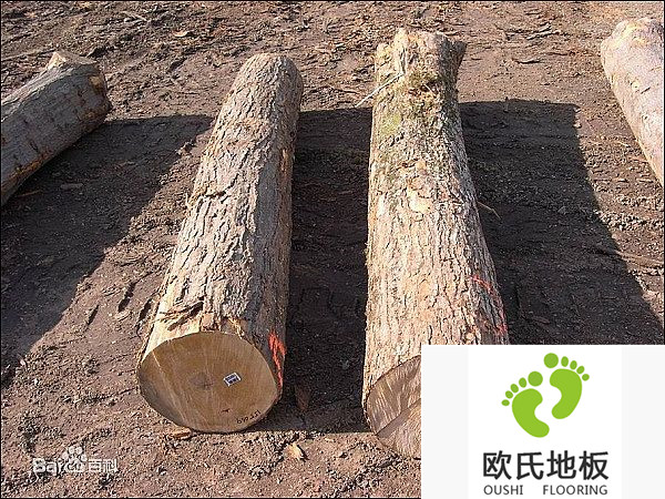 值得信賴(lài)的體育木地板廠(chǎng)家